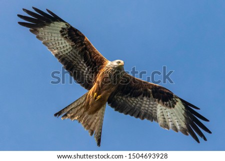 Similar – Image, Stock Photo Red kite on the hunt/2