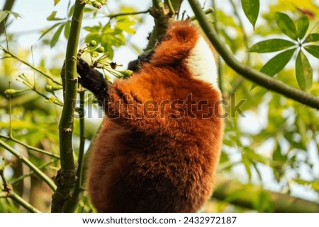 Portrait of a red lemur in the masoala rainforest zurich zoo