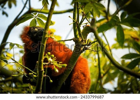Portrait of a red lemur in the masoala rainforest zurich zoo