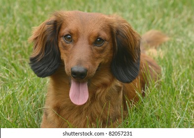 Portrait Red Longhaired Dachshund Lying On Stock Photo 82057231 ...