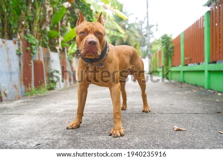 Portrait of red nose American pitbull terrier outdoors. 