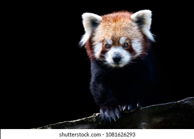 Portrait of a red panda (Ailurus fulgens) isolated on black background - Shutterstock ID 1081626293