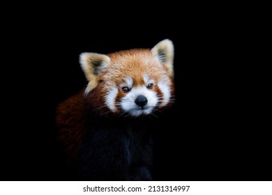 1,348 Panda cartoon Stock Photos, Images & Photography | Shutterstock