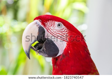 Portrait of a red parrot in the wild