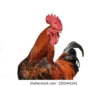 Portrait of red rooster closeup isolated on white background - Shutterstock ID 2202441241