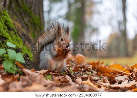 Portrait of a red squirrel with a fluffy tail in an autumn park, among fallen leaves. A squirrel in the park sits on its hind legs and nibbles a nut. Blurred background. People take care of animals.