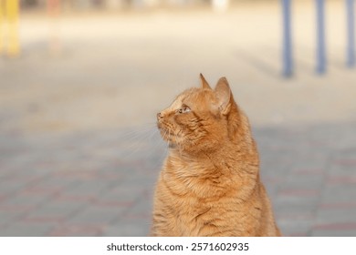 Portrait of a red striped cat with big green eyes.Head cat close-up.