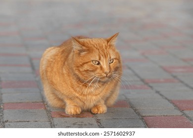Portrait of a red striped cat with big green eyes.Head cat close-up.Cat on the street.