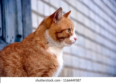 Portrait, red striped cat close-up. Cat looks forward, sits sideways.