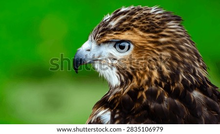 Portrait of Red Tailed Hawk face in profile