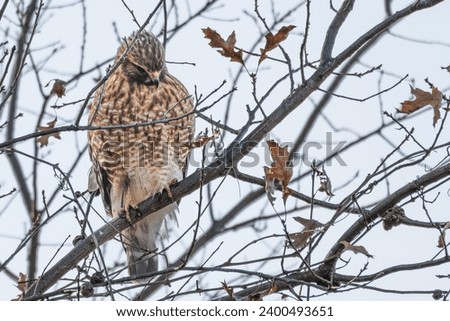 Portrait of a red tailed hawk perched in a bare tree in late fall, early winter.