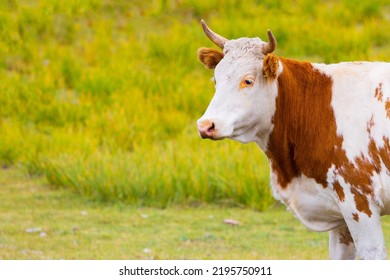 19,238 Red white cows cattle Images, Stock Photos & Vectors | Shutterstock