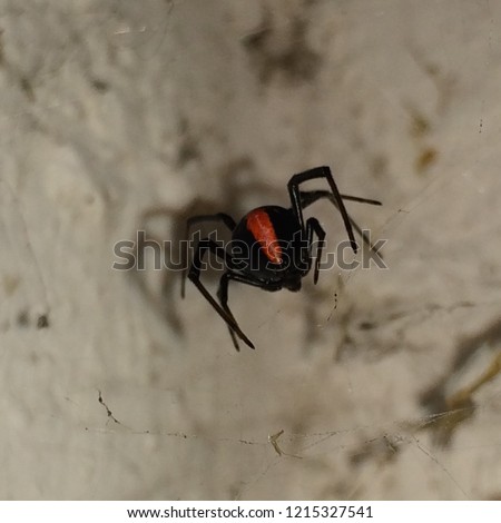 Portrait of a redback spider 