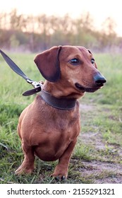 Portrait Of A Red-haired Dachshund. Hunting Dog In Nature. Overexposed Photo