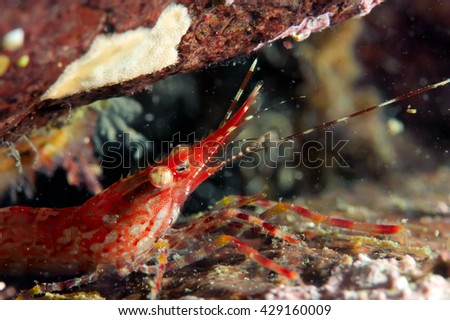 Portrait of Redstriped northern shrimp (pandolopsis japonica) deep sea. 