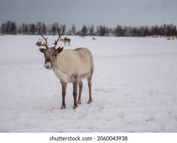 Portrait of a reindeer with antlers in a village of the tribe Saami near Tromso, Northern Norway, Europe.