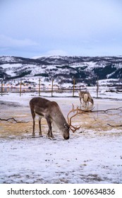 Portrait Reindeer In The Artic Tundra In Winter