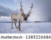 reindeer sleigh