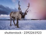 Portrait of a reindeer with massive antlers pulling sleigh in snow, Tromso region, Northern Norway