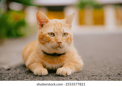 Portrait of a relaxed ginger cat lounging outdoors, gazing attentively into the distance. Perfect for pet, lifestyle, or animal-themed projects. - Powered by Shutterstock