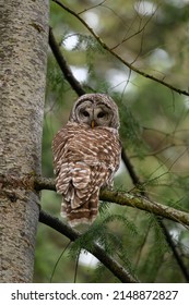 Portrait of a relaxing Barred Owl, they are large, stocky owls with rounded heads, no ear tufts, and medium length, rounded tails.