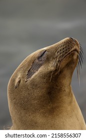Portrait of a relaxing Sea Lion in California, United States of America