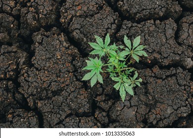 A Portrait Of Resilience, Plant Born In Dry Soil