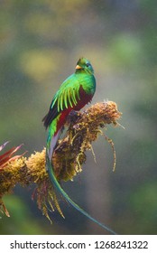 Portrait of Resplendent Quetzal (Pharomachrus moccino) perched on branch under the rain