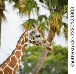 Portrait of a reticulated giraffe, Busch Gardens Florida USA 