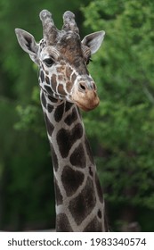 Portrait of Reticulated giraffe in zoo - Shutterstock ID 1983340574