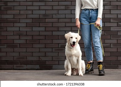 portrait of a retriever puppy on a city street with a girl, a white beautiful dog walks, copy space