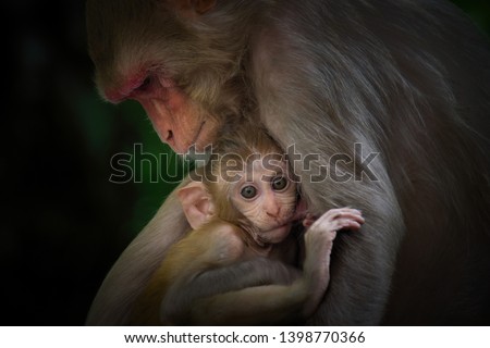 
A Portrait of  The Rhesus Macaque Mother Monkey Feeding her Baby and showing emotions