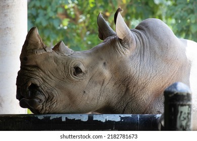 5,217 Rhino Texture Images, Stock Photos & Vectors | Shutterstock