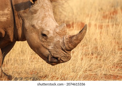 Portrait Of A Rhinoceros (profile) In The Kalahari Desert. Namibia