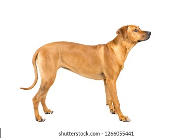 Portrait Of A Rhodesian Ridgeback Dog Isolated On White Background Studio Shot