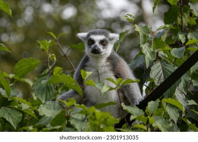 Portrait of a Ring Tailed Lemur