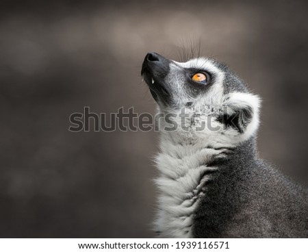 Similar – Image, Stock Photo Katta Animal Wild animal