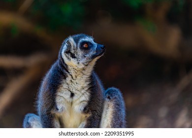 Portrait Ring Tailed Lemur Close Up