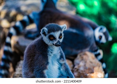 Portrait Ring Tailed Lemur Close Up