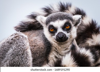 Portrait Of A Ring Tailed Lemur With Its Tail Curled Over Its Head.