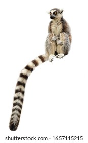 Portrait of ring-tailed lemur (Lemur catta) isolated on white background. Monkey sitting with forelegs crossed on knees. Long tail, the most famous sign, hanging down. Habitat Madagascar, Africa.