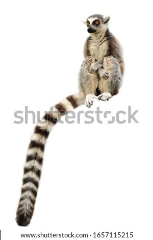 Portrait of ring-tailed lemur (Lemur catta) isolated on white background. Monkey sitting with forelegs crossed on knees. Long tail, the most famous sign, hanging down. Habitat Madagascar, Africa.