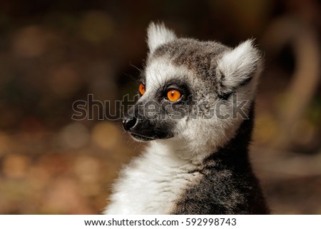 Similar – Image, Stock Photo Katta Animal Wild animal