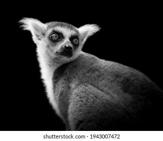 Portrait of a ringtailed lemur looking over its shoulder in a black and white image