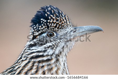 Portrait of a road runner