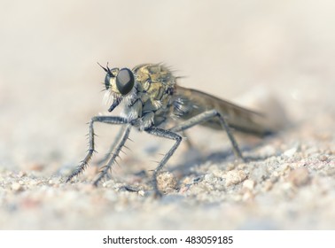 Portrait Of A Robber Fly In Jersey, UK