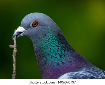 A Portrait Of A Rock Pigeon Carries A Stick Bound For Its Nest Somewhere Nearby.