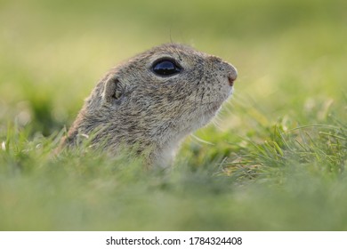 Burrowing Rodents Images, Stock Photos & Vectors | Shutterstock