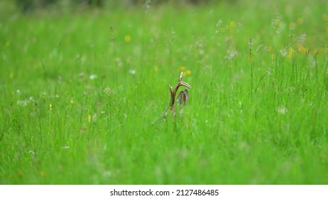 Portrait Of Roe Deer With Antlers On The Meadow In Rut Season 