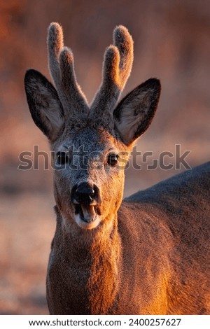 Portrait of roe deer, capreolus capreolus, chewing on field in spring evening light. Buck with velvet antlers looking to the camera in close up. Brown mammal with open mouth in vertical shot.